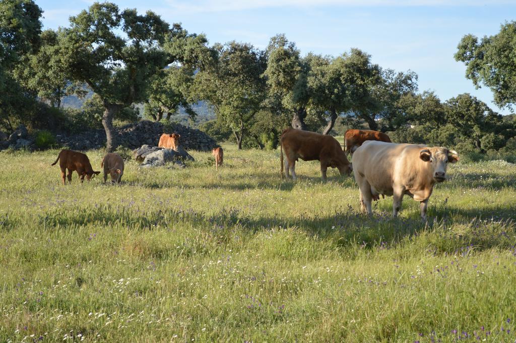 ホテルCasa Rural Las Gamitas Almoharin エクステリア 写真